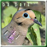 dd-nzidove1.jpg